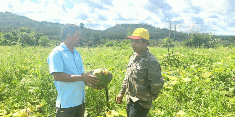 The Double Blow: Analyzing the Systemic Risks Behind a Pumpkin Crop Collapse