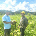 The Double Blow: Analyzing the Systemic Risks Behind a Pumpkin Crop Collapse