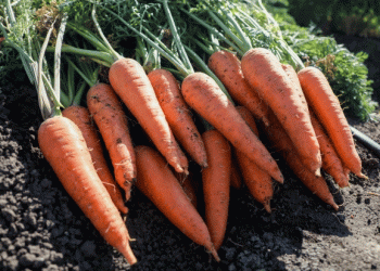 Carrots Cross Borders: How Russian Exports Meet International Phytosanitary Standards