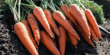 Carrots Cross Borders: How Russian Exports Meet International Phytosanitary Standards