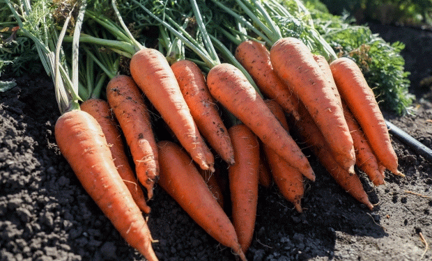 Carrots Cross Borders: How Russian Exports Meet International Phytosanitary Standards