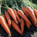 Carrots Cross Borders: How Russian Exports Meet International Phytosanitary Standards