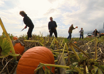 Reading the Market and the Weather: Keys to a Profitable Pumpkin Season
