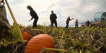 Reading the Market and the Weather: Keys to a Profitable Pumpkin Season