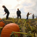 Reading the Market and the Weather: Keys to a Profitable Pumpkin Season