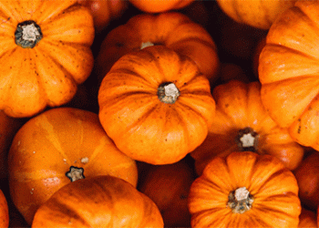 Beyond the Pie: What Google Trends Data Reveals About Evolving Pumpkin Markets