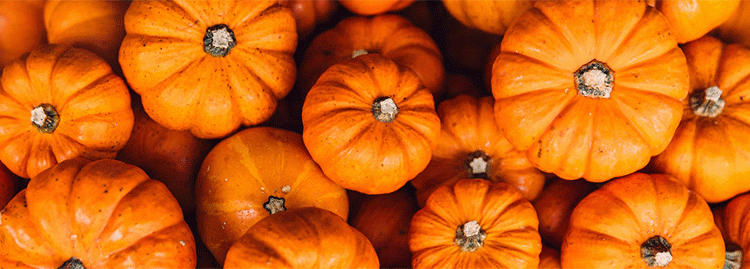 Beyond the Pie: What Google Trends Data Reveals About Evolving Pumpkin Markets