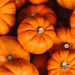 Beyond the Pie: What Google Trends Data Reveals About Evolving Pumpkin Markets