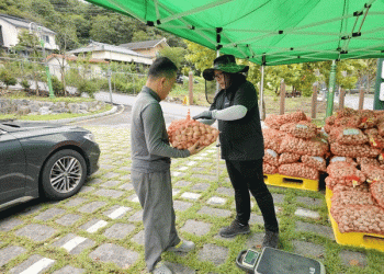 The Seed Stock Revolution: How Systemic Seed Programs Forge Resilient and Profitable Garlic Industries