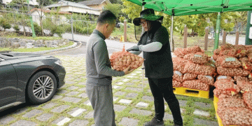 The Seed Stock Revolution: How Systemic Seed Programs Forge Resilient and Profitable Garlic Industries