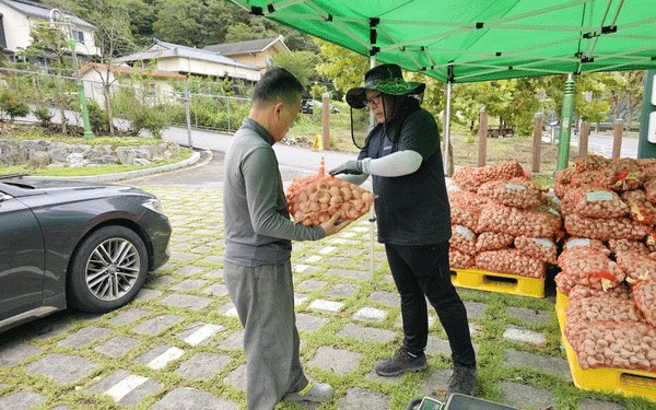 The Seed Stock Revolution: How Systemic Seed Programs Forge Resilient and Profitable Garlic Industries