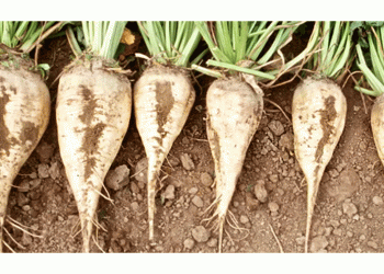 Beyond the Harvest: How Tatarstan’s Beet Success Fuels a Global Sugar Reckoning