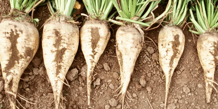 Beyond the Harvest: How Tatarstan’s Beet Success Fuels a Global Sugar Reckoning