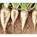 Beyond the Harvest: How Tatarstan’s Beet Success Fuels a Global Sugar Reckoning