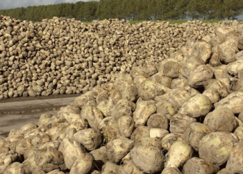Mordovia’s Sugar Beet Surge: A Blueprint for Breaking Yield Barriers
