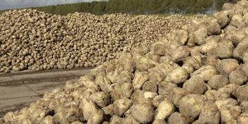Mordovia’s Sugar Beet Surge: A Blueprint for Breaking Yield Barriers