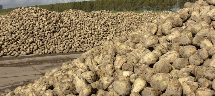 Mordovia’s Sugar Beet Surge: A Blueprint for Breaking Yield Barriers