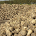 Mordovia’s Sugar Beet Surge: A Blueprint for Breaking Yield Barriers