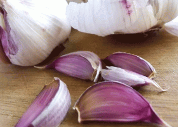 Building a Brand from the Bulb Up: How Danyang County is Securing Garlic Quality with Elite Seed Stock