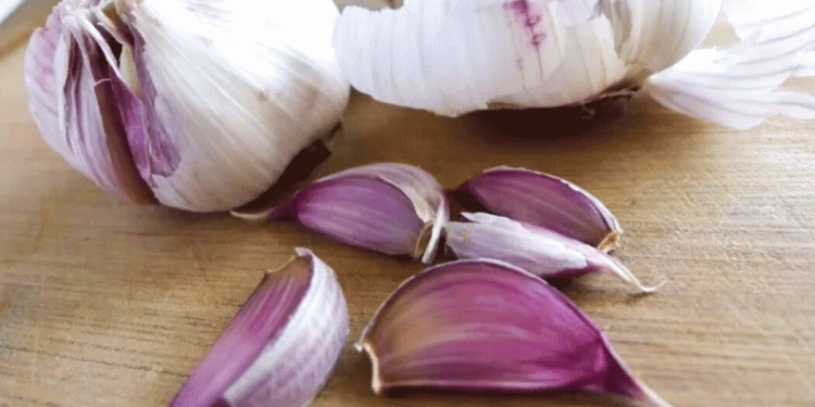 Building a Brand from the Bulb Up: How Danyang County is Securing Garlic Quality with Elite Seed Stock