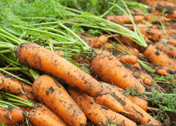 Beyond Beta-Carotene: How Specific Carrot Cultivars and Agronomic Practices Can Potentially Reduce Cancer Risk
