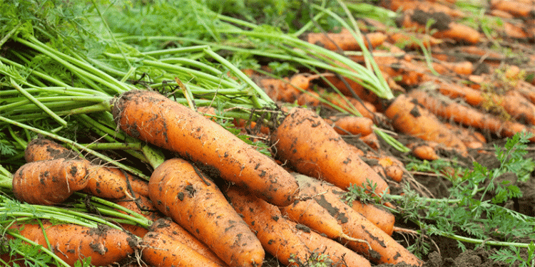Beyond Beta-Carotene: How Specific Carrot Cultivars and Agronomic Practices Can Potentially Reduce Cancer Risk