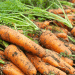 Beyond Beta-Carotene: How Specific Carrot Cultivars and Agronomic Practices Can Potentially Reduce Cancer Risk