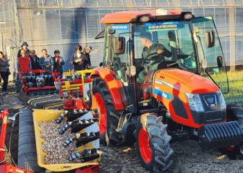 The Foundation of Yield: How Precision in Seed Garlic Selection and Treatment Dictates Your Harvest’s Success