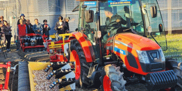 The Foundation of Yield: How Precision in Seed Garlic Selection and Treatment Dictates Your Harvest’s Success