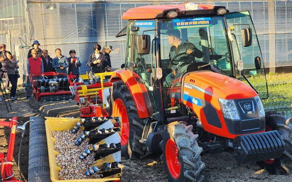 The Foundation of Yield: How Precision in Seed Garlic Selection and Treatment Dictates Your Harvest’s Success