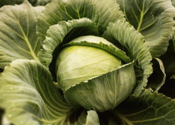 Beyond the Price Drop: Decoding the September Vegetable Slump and Its Agronomic Implications