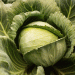 Beyond the Price Drop: Decoding the September Vegetable Slump and Its Agronomic Implications