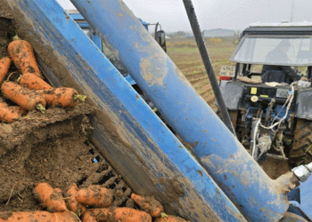 Beyond the Harvest: How Saturated Soils are Squeezing Profit from Root Crops