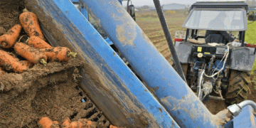 Beyond the Harvest: How Saturated Soils are Squeezing Profit from Root Crops