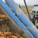 Beyond the Harvest: How Saturated Soils are Squeezing Profit from Root Crops