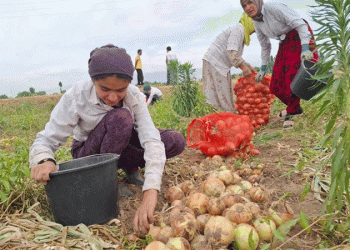 A 27% Drop and a 23% Price Hike: Tajikistan’s Onion Crisis Exposes Systemic Vulnerabilities