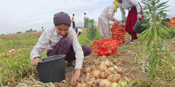 A 27% Drop and a 23% Price Hike: Tajikistan’s Onion Crisis Exposes Systemic Vulnerabilities