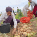 A 27% Drop and a 23% Price Hike: Tajikistan’s Onion Crisis Exposes Systemic Vulnerabilities