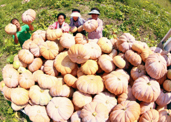 Strategic Subsidy to Value-Added: A Blueprint for Stabilizing Specialty Crop Income