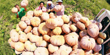 Strategic Subsidy to Value-Added: A Blueprint for Stabilizing Specialty Crop Income