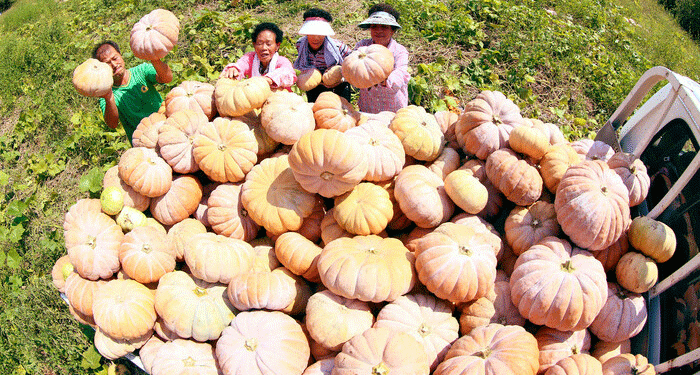 Strategic Subsidy to Value-Added: A Blueprint for Stabilizing Specialty Crop Income