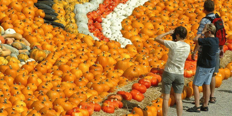 Beyond the Patch: How a World-Class Pumpkin Festival Builds a Global Agricultural Brand