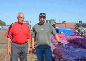 Scaling a Niche: How a Father-Son Duo is Capitalizing on Garlic’s Profitability