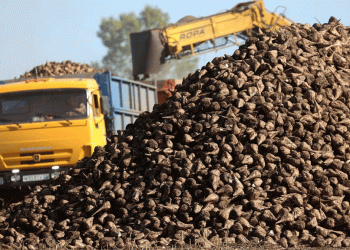 The Siberian Sugar Fortress: Efficiency, Import Substitution, and the Pain of Progress in Altai Krai