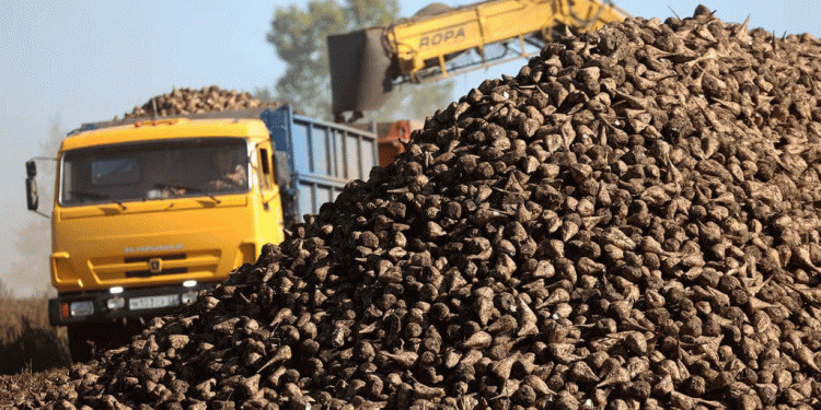 The Siberian Sugar Fortress: Efficiency, Import Substitution, and the Pain of Progress in Altai Krai