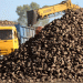 The Siberian Sugar Fortress: Efficiency, Import Substitution, and the Pain of Progress in Altai Krai