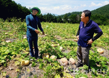 Sowing Certainty, Reaping Risk: The High Stakes of Seed Integrity and Genetic Purity