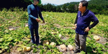 Sowing Certainty, Reaping Risk: The High Stakes of Seed Integrity and Genetic Purity