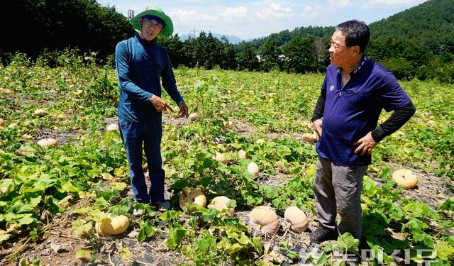 Sowing Certainty, Reaping Risk: The High Stakes of Seed Integrity and Genetic Purity