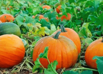 The Pumpkin Profitability Puzzle: Analyzing the Gap Between Cost and Return